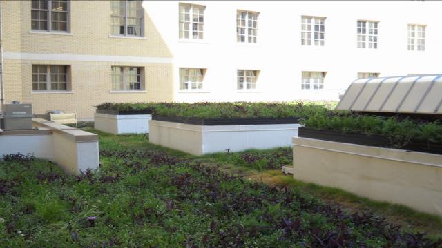 Hipolita F. Garcia Building Green Roof